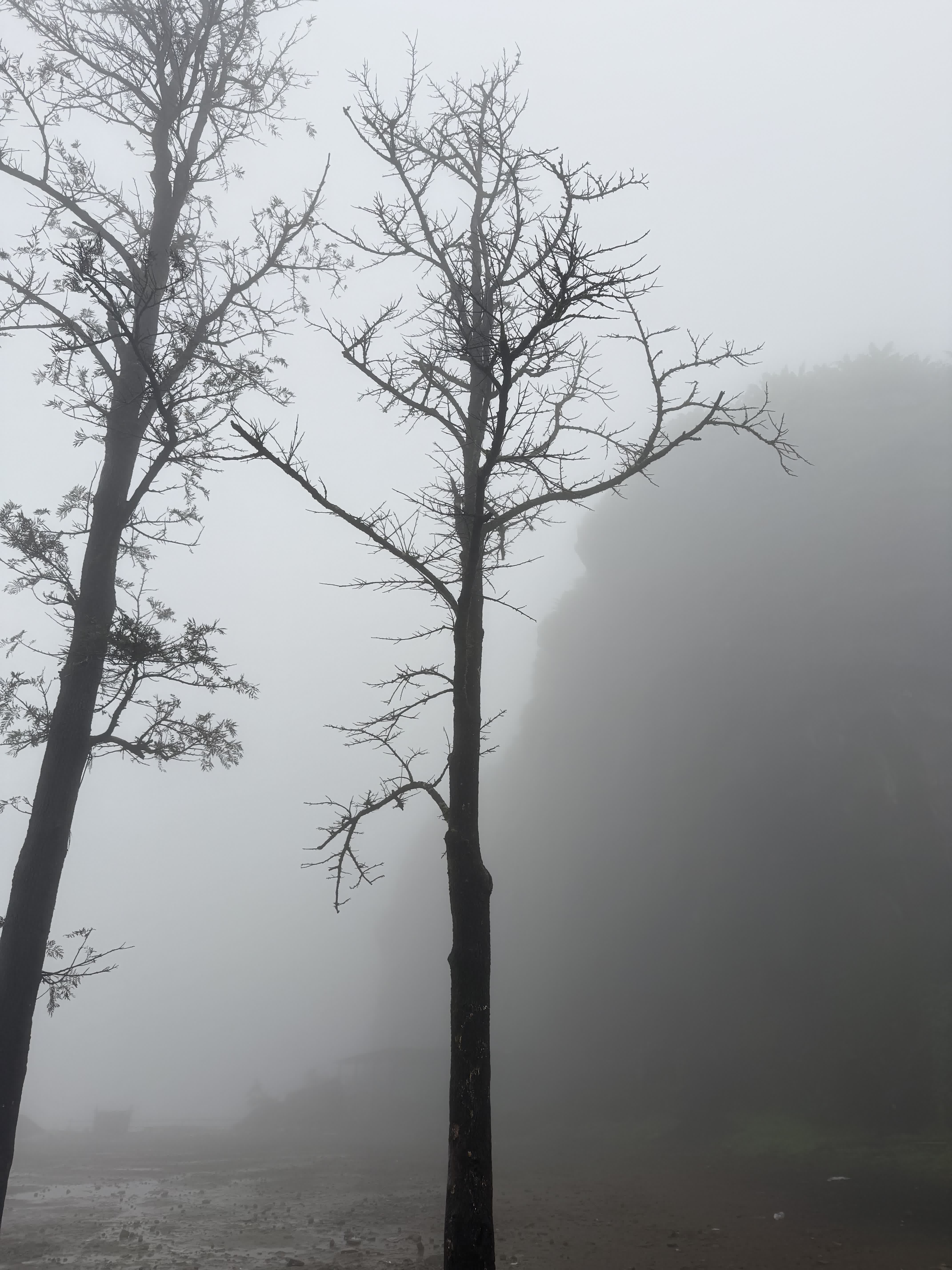 Bare silhouetted trees in heavy fog