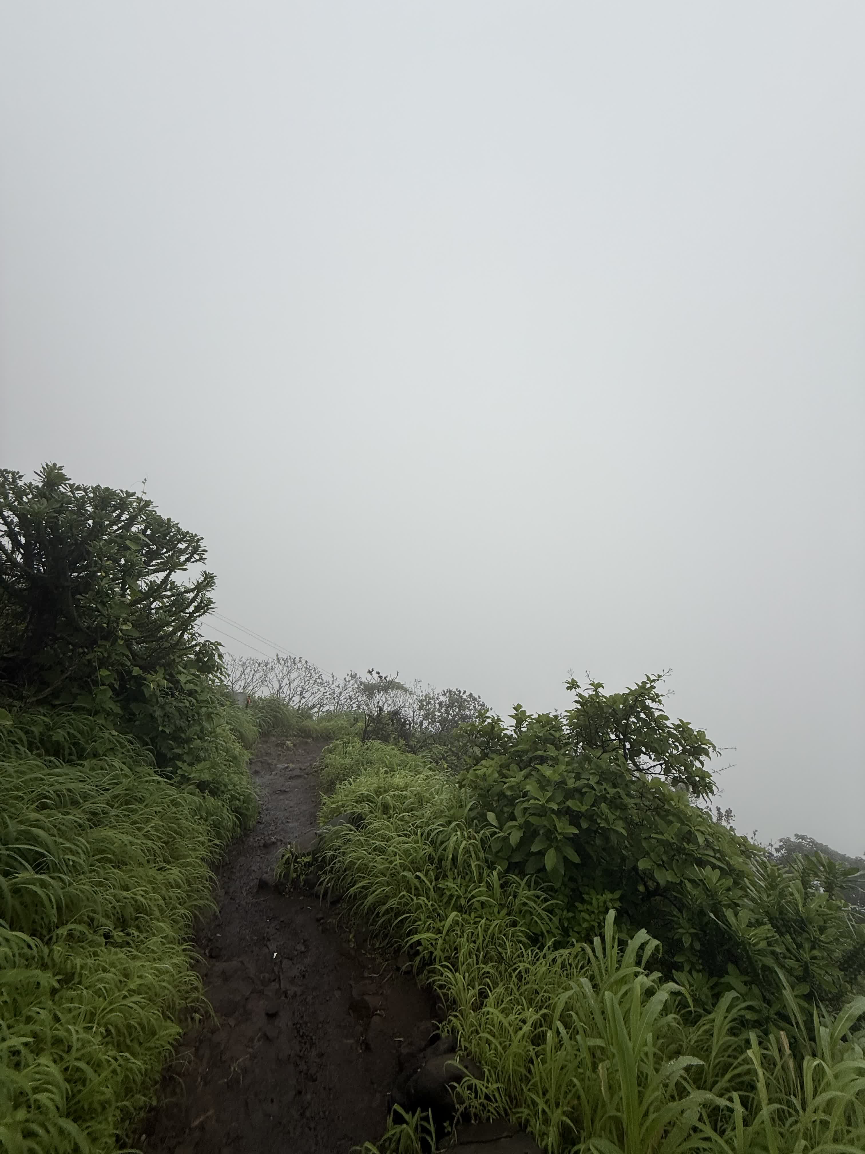 A muddy trail climbing into thick fog at the ridge
